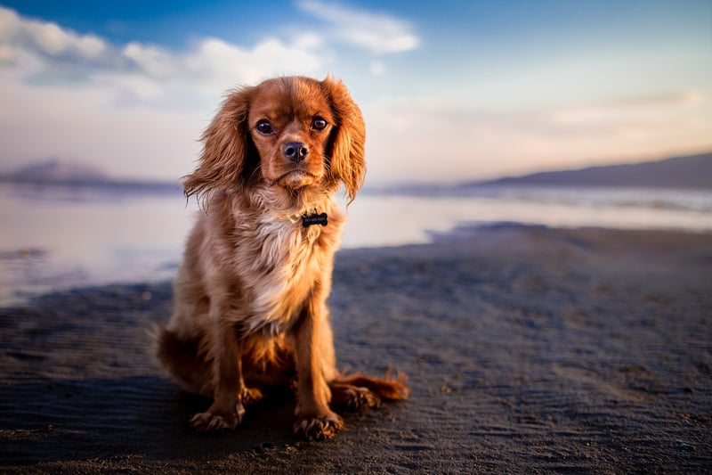 Scenic Portraits